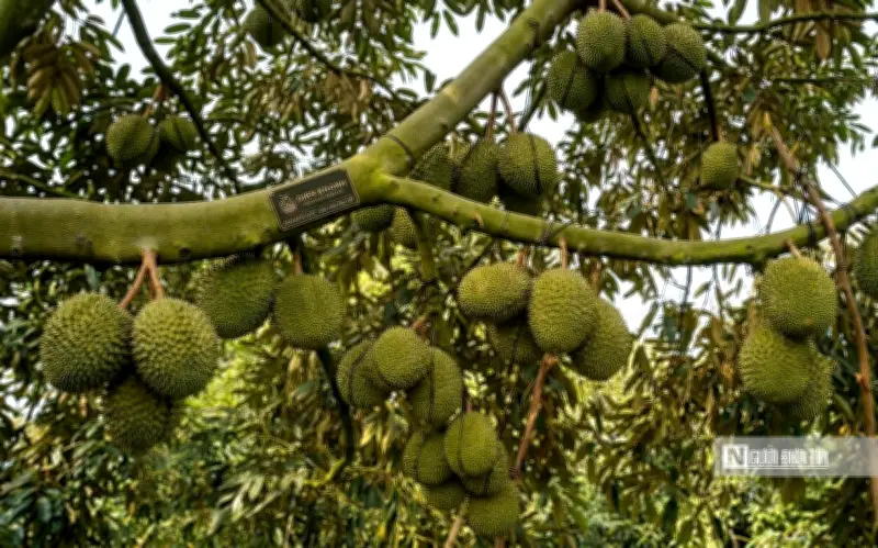 Giá sầu riêng miền Tây lao dốc, nhà vườn và thương lái đối mặt với khủng hoảng