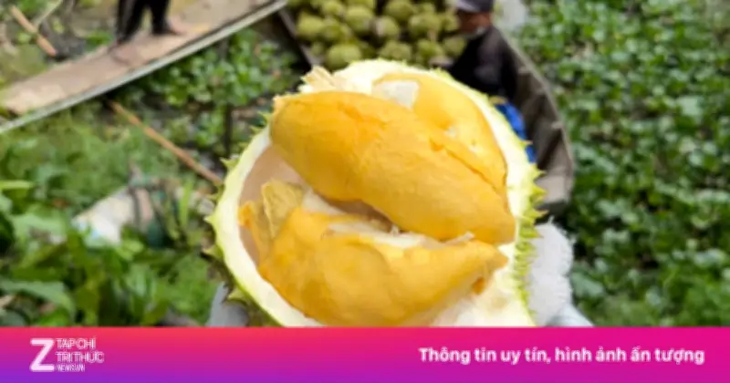 Giá Sầu Riêng Miền Tây Rớt Mạnh, Nông Dân Neo Trái Chờ Giá Lên