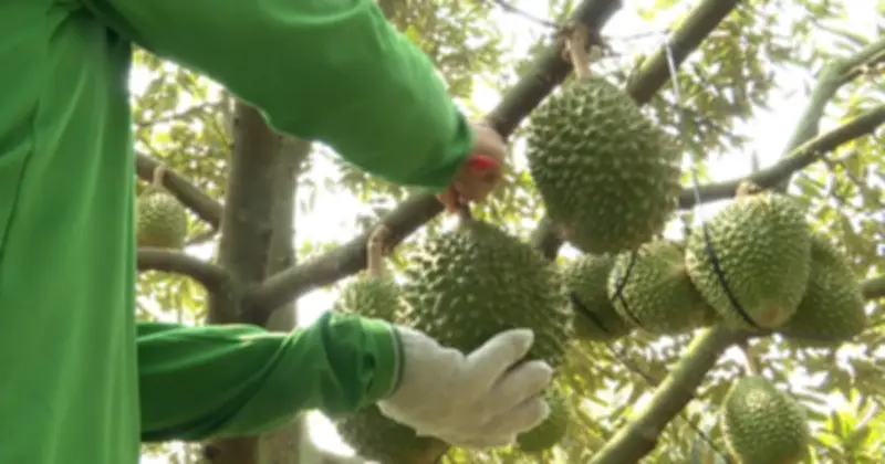 Giá sầu riêng rơi xuống đáy, nông dân Đồng Tháp Mười lao đao