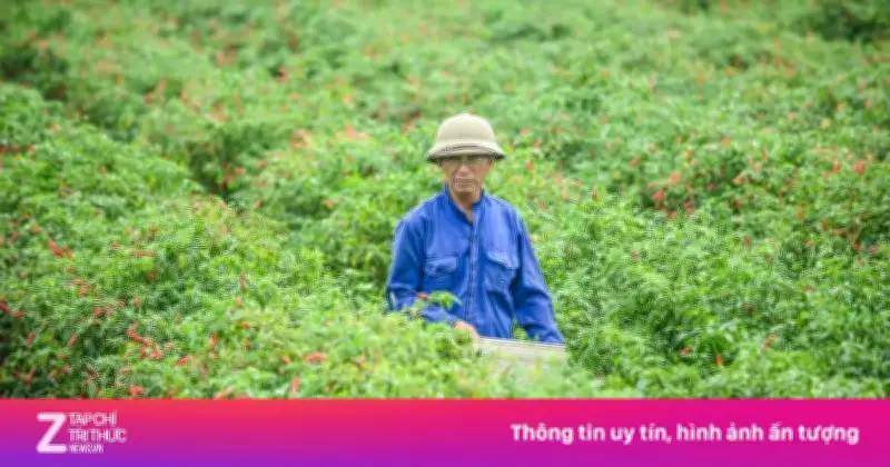 Giá ớt lao dốc mạnh tại Thanh Hóa, nông dân thua lỗ nặng
