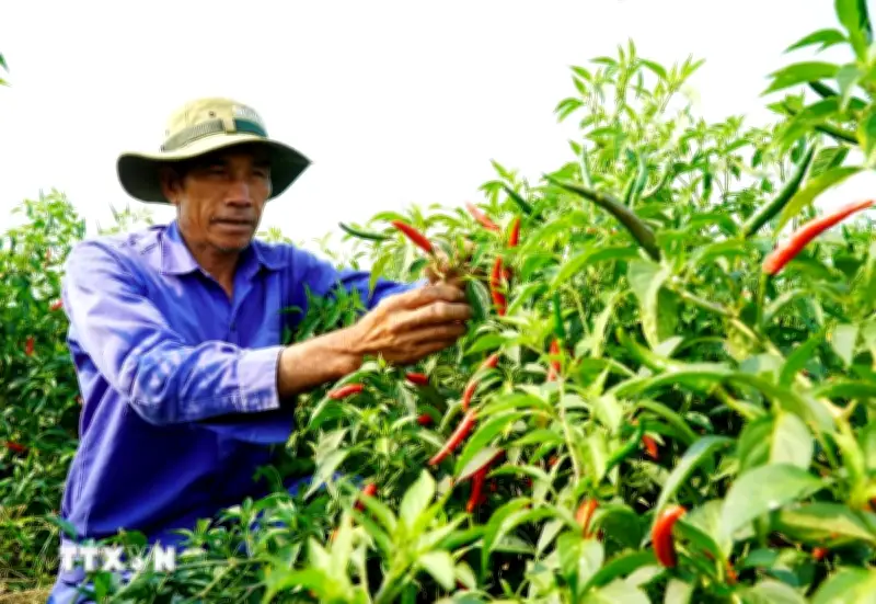 Giá ớt lao dốc, nông dân Quảng Ngãi đối mặt nguy cơ thua lỗ nặng