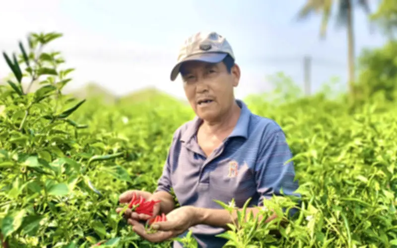 Giá ớt Quảng Ngãi giảm sâu, nông dân đau đầu vì không dám thuê nhân công
