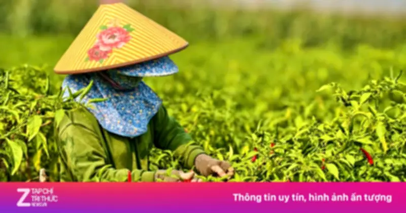 Giá ớt Quảng Ngãi lao dốc thê thảm, nông dân đối mặt mùa vụ thất bát