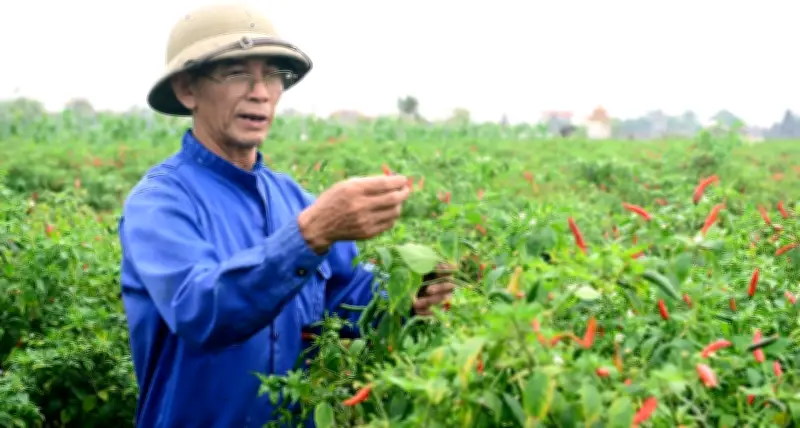 Giá ớt Thanh Hóa rớt thê thảm, chỉ còn 7.000 đồng/kg, nông dân lao đao