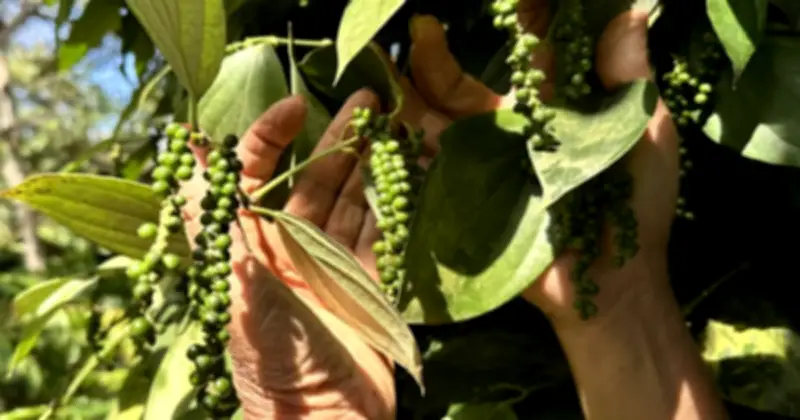 Giá tiêu ổn định quanh 140.000 đồng/kg, xuất khẩu tăng mạnh nhờ Mỹ và Trung Quốc