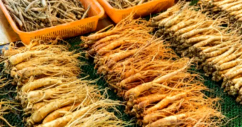 Giá trị thực của nhân sâm: Hoạt chất quan trọng hơn hình dáng bên ngoài