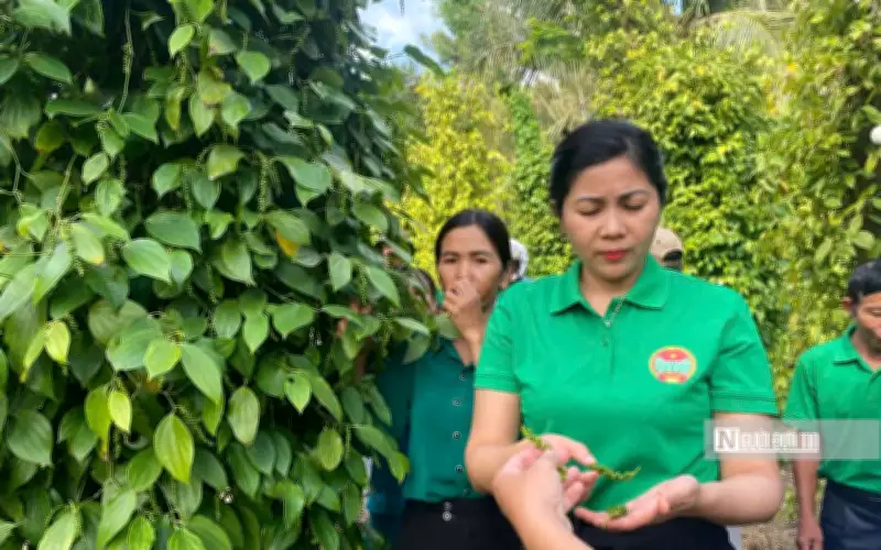 Gia Lai: Đa Dạng Mô Hình Sinh Kế Giúp Người Dân Thoát Nghèo Bền Vững