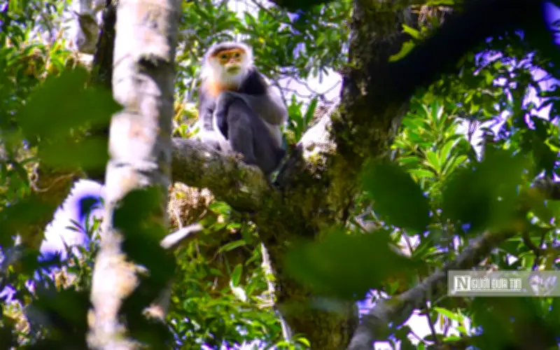 Gia Lai: 'Mỏ vàng xanh' tín chỉ carbon hứa hẹn nguồn thu hàng chục triệu USD