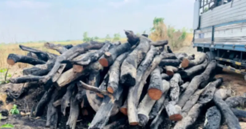 Gia Lai: Phát Hiện Nhiều Điểm Tập Kết Gỗ Rừng Trái Phép Tại Xã Ia Lâu