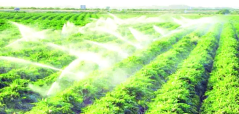 Gia Lai Thúc Đẩy Tưới Tiết Kiệm Nước: Giải Pháp Sống Còn Trước Biến Đổi Khí Hậu