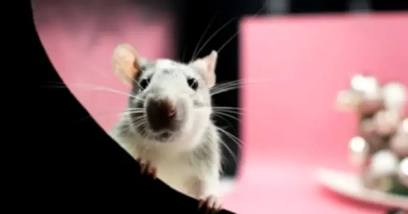 Giấc Mơ Nhân Bản Vô Tận Sụpổ Sau 20 Năm Thí Nghiệm Trên Hàng Ngàn Chuột