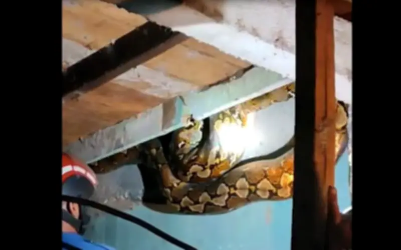 Giải cứu thành công trăn lưới khổng lồ dài 8,6 mét dưới nhà gỗ ở Indonesia