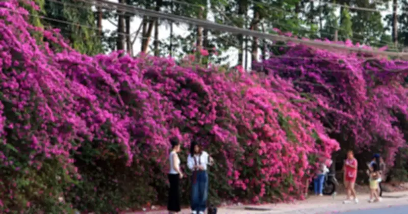 Giàn Hoa Giấy Dài 100m Ở TP.HCM Gây Sốt, Thu Hút Giới Trẻ Check-in Rầm Rộ