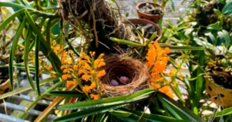 Giảng viên Gia Lai xúc động kể chuyện đôi chim quạch ta xây tổ trong khóm lan hỏa hoàng