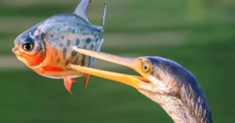 Giảng viên Sài Gòn đam mê săn ảnh chim cổ rắn quý hiếm trong Sách đỏ