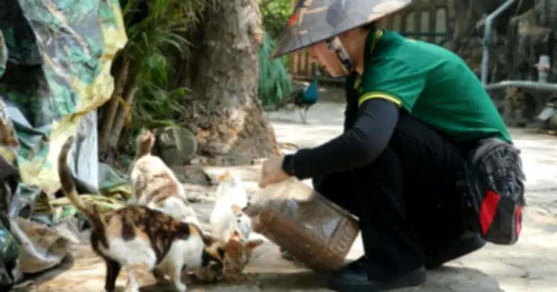 Gần 100 Mèo Hoang Sinh Sống Tại Thảo Cầm Viên: Cộng Đồng Độc Đáo Và Thách Thức