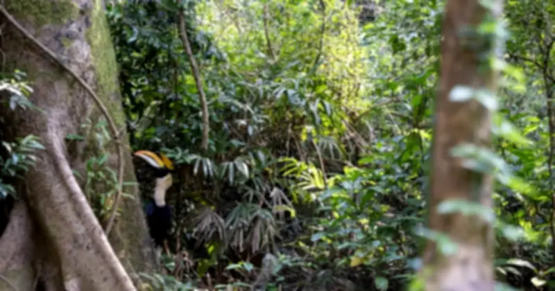 Gần 170 cá thể động vật hoang dã quý hiếm được thả về rừng Phong Nha - Kẻ Bàng