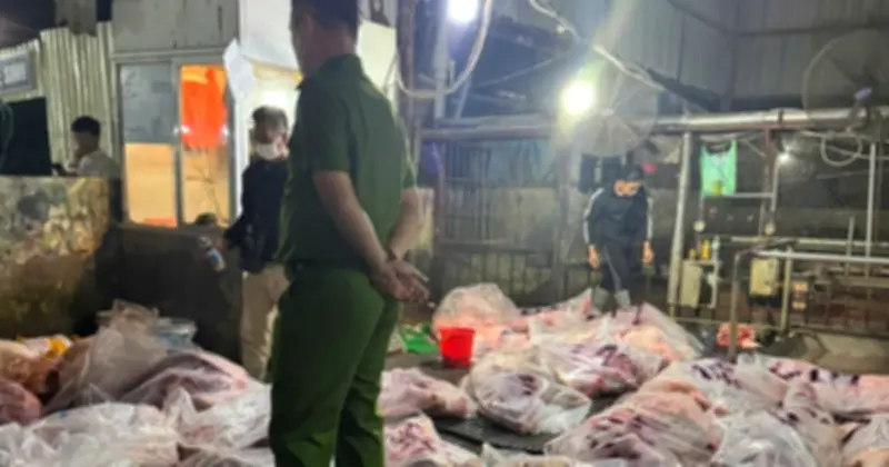 Gần 300 tấn lợn bệnh được dán nhãn 'sạch' kèm QR Code, cung cấp vào trường học