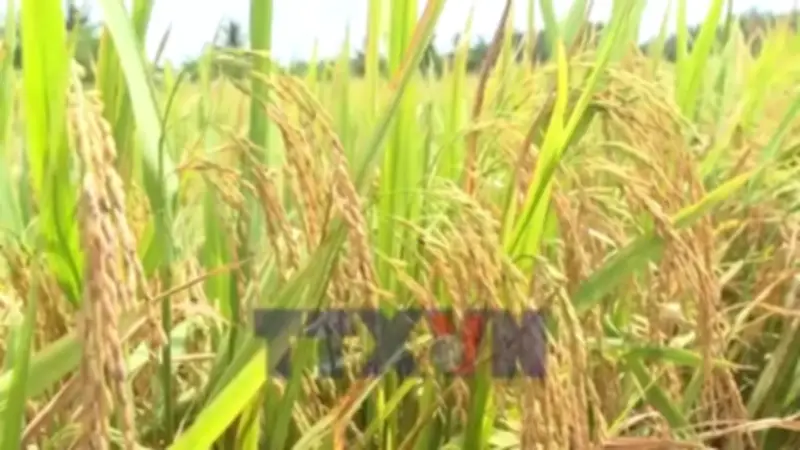 Gạo phát thải thấp: Mắt xích quan trọng trên hành trình Net Zero của Việt Nam