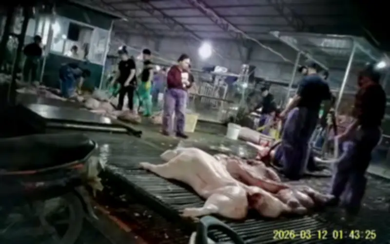 Hà Nội: 300 Tấn Thịt Lợn Bệnh, Nhiều Bếp Ăn Mầm Non Tư Thục Thành Nạn Nhân