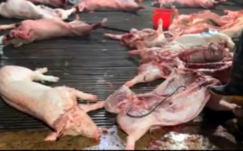 Hà Nội khởi tố 8 bị can đường dây tiêu thụ thịt lợn mắc dịch tả châu Phi