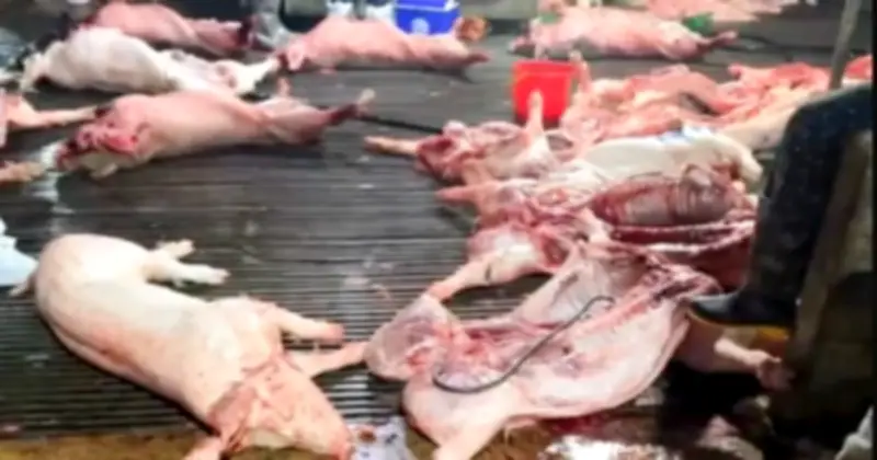 Hà Nội: Phụ huynh lo lắng khi hàng chục trường tiểu học sử dụng thực phẩm từ công ty liên quan thịt lợn bệnh