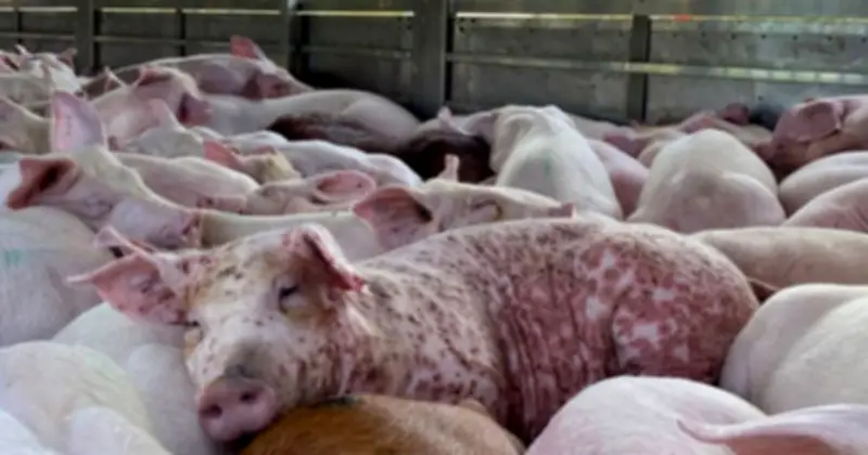 Hà Nội phát hiện đường dây tiêu thụ 3.600 con lợn mắc dịch tả châu Phi