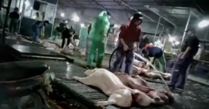 Hà Nội siết chặt an toàn thực phẩm sau vụ lợn bệnh vào trường học