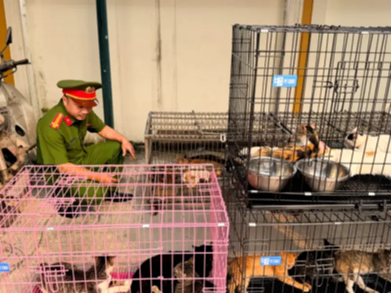 Hà Nội Triệt Phá Ổ Nhóm Trộm Mèo Quy Mô Lớn, Tiêu Thụ Hơn 300 Con