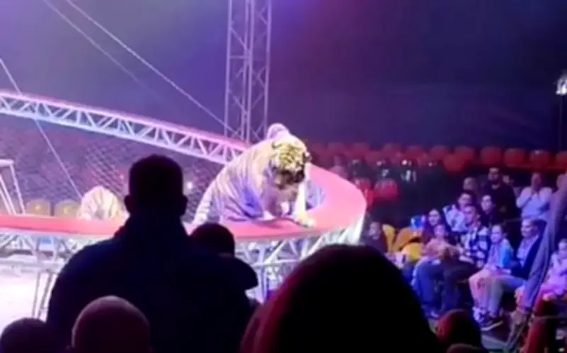 Hổ Thoát Chuồng Gây Hoảng Loạn Tại Rạp Xiếc Nga, May Mắn Không Có Thương Vong