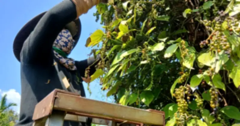 Hồ tiêu Gia Lai hồi sinh mạnh mẽ sau khủng hoảng, giá tăng cao kỷ lục