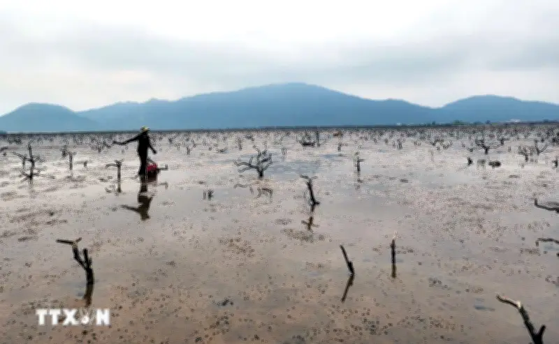 Hà Tĩnh: Cây rừng ngập mặn chết khô, đe dọa hệ sinh thái ven biển