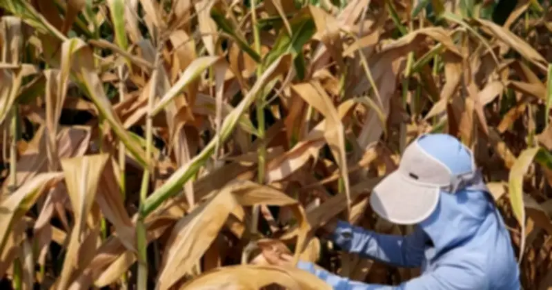 Hà Tĩnh: Nắng nóng trên 40°C thiêu rụi cánh đồng, nông dân lo mất mùa