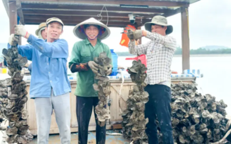 Hà Tĩnh: Nuôi hàu đại dương thu gần tỷ đồng mỗi vụ