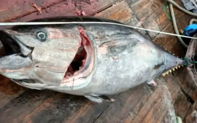 Hai Cá Ngừ Vây Xanh Khổng Lồ 200kg Bắt Được Ở Biển Hoa Đông, Giá Trị Hàng Tỷ Đồng