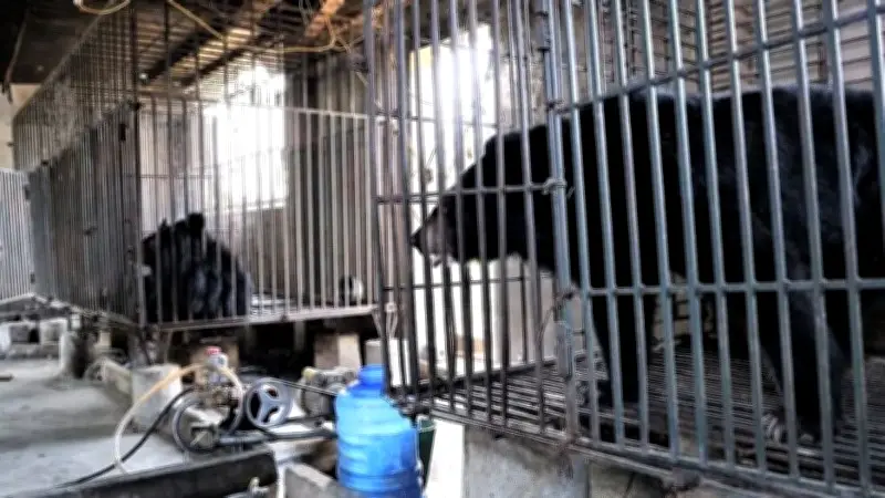 Hai cá thể gấu ngựa hơn 20 năm tuổi được cứu hộ về Trung tâm Bạch Mã