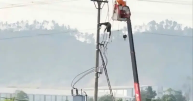 Học sinh lớp 8 tử vong nghi do điện giật khi trèo cột điện bắt chim ở Nghệ An