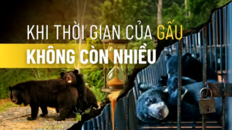 Hồi chuông cảnh báo từ Phúc Thọ: Gấu chết nhiều hơn được cứu hộ, cần hành động quyết liệt