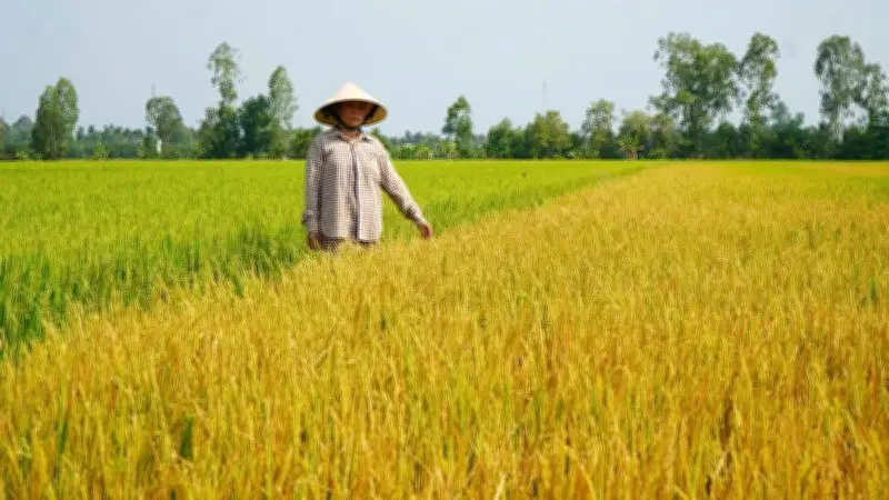 Hơn 2,1ha lúa ở Đồng Tháp bị vàng lá, cháy lá hàng loạt nghi do hóa chất