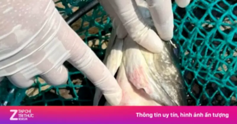 Hơn 90 tấn cá bớp Lý Sơn chết: Vi khuẩn Vibrio và thiếu oxy là nguyên nhân chính