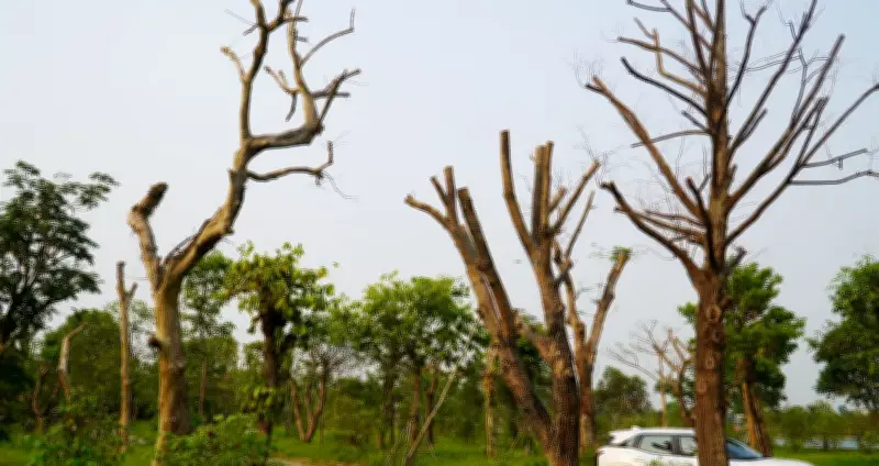 Hàng loạt cây xanh chết khô tại công viên trung tâm Hà Tĩnh