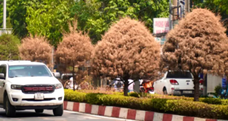 Hàng loạt cây xanh chết khô trên đường Đồng Khởi do vướng đơn vị quản lý