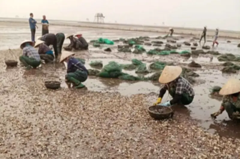 Hàng loạt ngao chết tại Hưng Yên, thiệt hại lên tới 80% diện tích nuôi