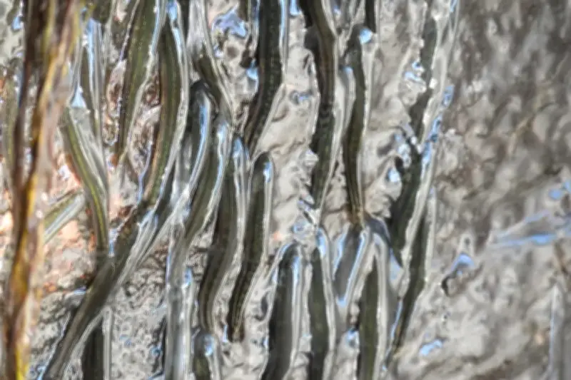 Hàng Nghìn Con Cá Leo Thác Nước Dựng Đứng Cao 15 Mét Suốt 10 Tiếng