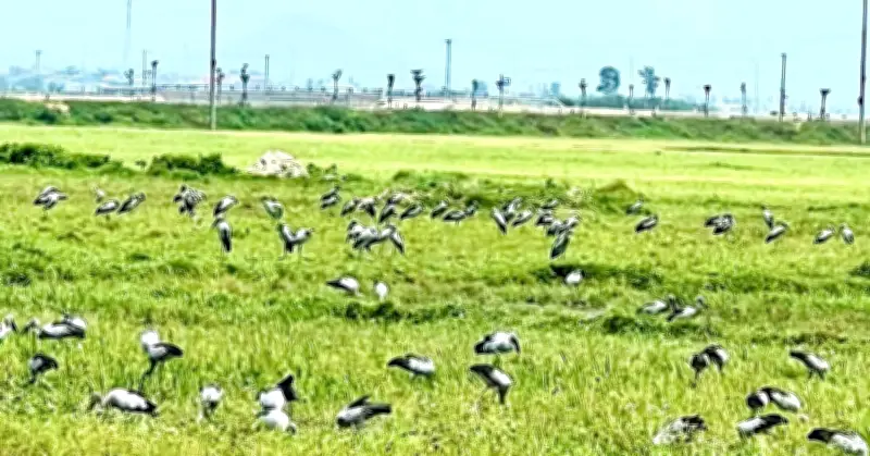 Hàng nghìn con cò nhạn quý hiếm bất ngờ sa xuống cánh đồng tại Hà Tĩnh