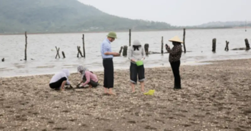 Hàng nghìn con ngao chết trắng bãi ở Hà Tĩnh, người nuôi thiệt hại tiền tỷ