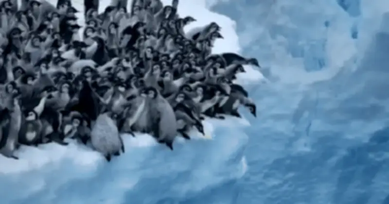 Hàng trăm chim cánh cụt đồng loạt nhảy từ vách băng 15m xuống biển