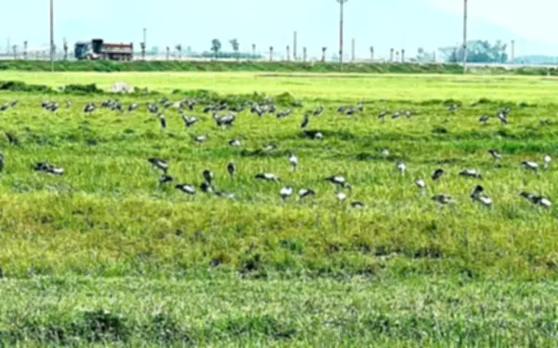 Hàng Trăm Chim Quý Hiếm Bất Ngờ Xuất Hiện Tại Hà Tĩnh, Gây Xôn Xao