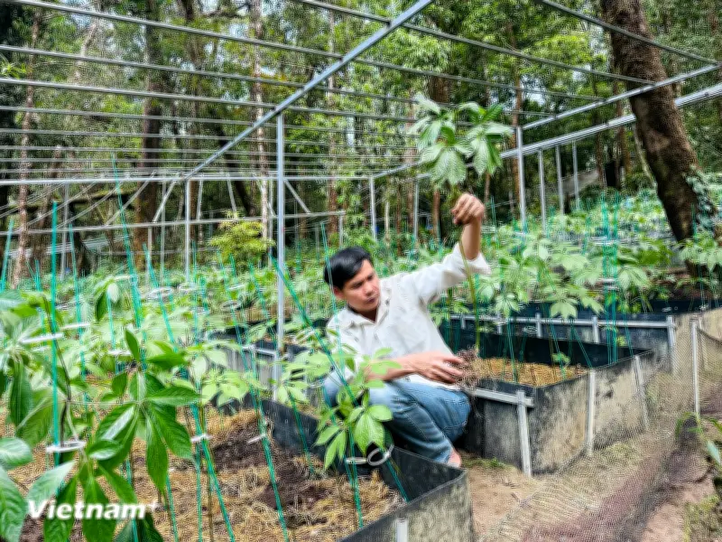 Hành trình đưa Sâm Việt vươn xa trên thị trường dược liệu quốc tế