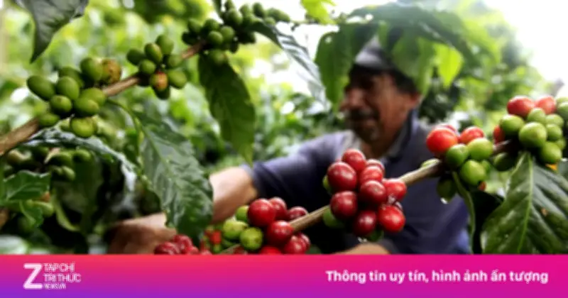 Hành trình cây cà phê đến châu Mỹ: Từ một cây duy nhất đến đế chế Brazil